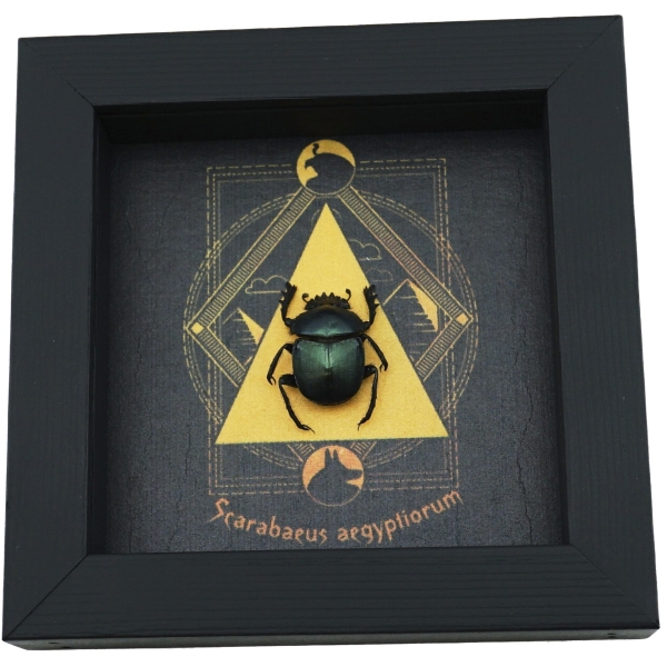 Real Sacred Egyptian King Scarab Beetle Pyramid Real Framed Green Scarabaeus aegyptiorum