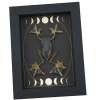 Real Flying Parachute Tree Frog Moon Phases Rhacophorus reinwardtii Framed Taxidermy
