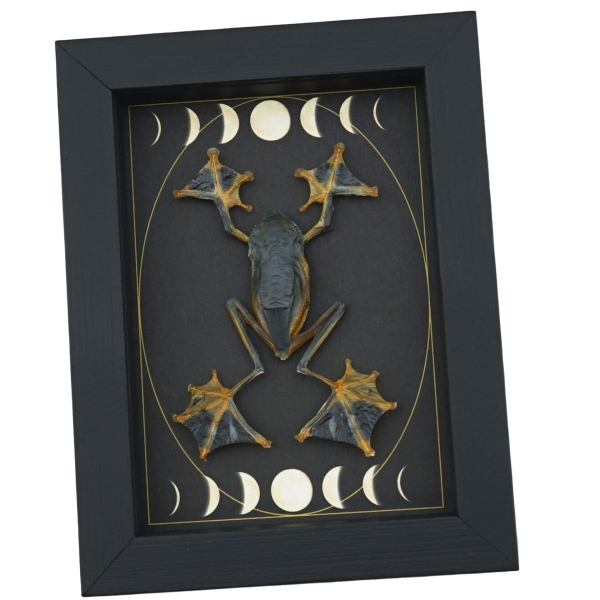 Real Flying Parachute Tree Frog Moon Phases Rhacophorus reinwardtii Framed Taxidermy