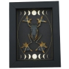 Real Flying Parachute Tree Frog Moon Phases Rhacophorus reinwardtii Framed Taxidermy