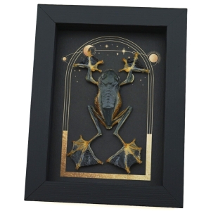 Real Flying Parachute Tree Frog Celestial Sun Moon Stars Rhacophorus reinwardtii Framed Taxidermy