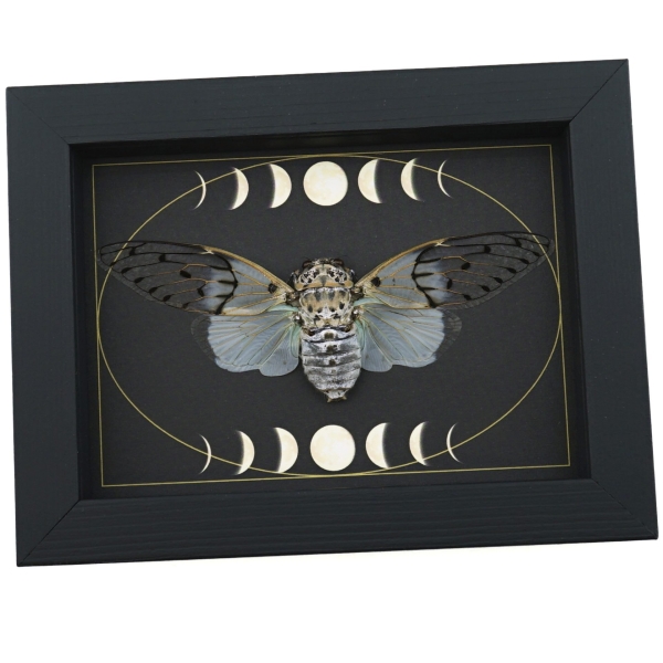 Real White Ghost Cicada Moon Phases Ayuthia spectabilis Framed Insect Taxidermy Display