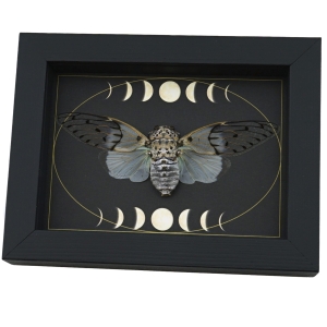 Real White Ghost Cicada Moon Phases Ayuthia spectabilis Framed Insect Taxidermy Display
