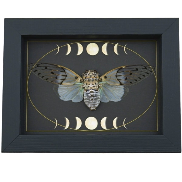 Real White Ghost Cicada Moon Phases Ayuthia spectabilis Framed Insect Taxidermy Display