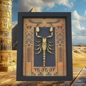 Real Scorpion Egyptian Decor Heterometrus cyaneus Framed Scorpion Taxidermy Display