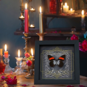 Real Black Heart Butterfly Pereute callinira Framed Taxidermy Display
