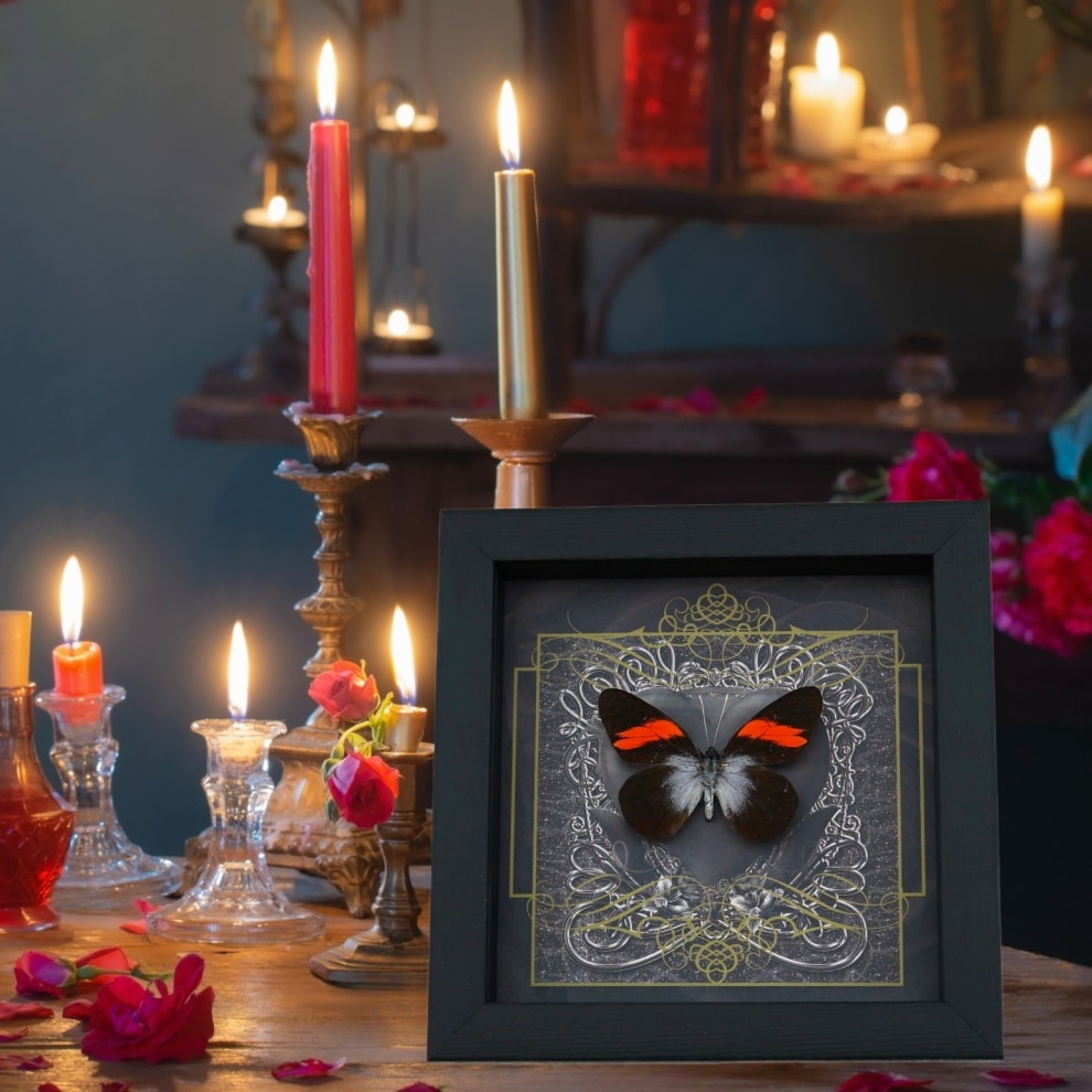 Real Black Heart Butterfly Pereute callinira Framed Taxidermy Display