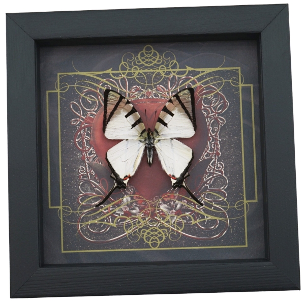 Real Red Heart Butterfly Graphium agetes Framed Taxidermy Display