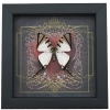 Real Red Heart Butterfly Graphium agetes Framed Taxidermy Display