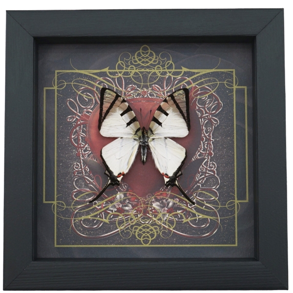Real Red Heart Butterfly Graphium agetes Framed Taxidermy Display