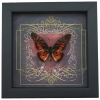 Real Red Heart Butterfly Graphium rydleyanus Framed Taxidermy Display