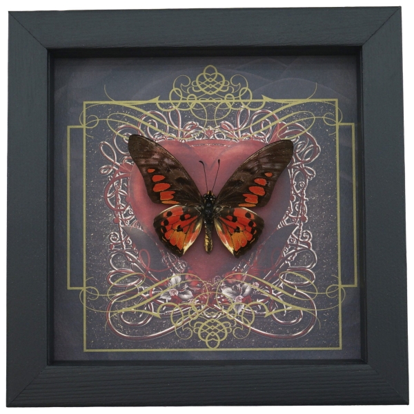 Real Red Heart Butterfly Graphium rydleyanus Framed Taxidermy Display