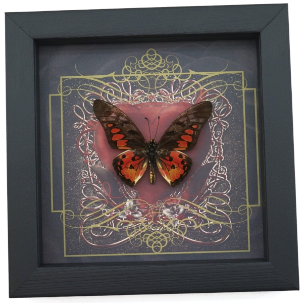 Real Red Heart Butterfly Graphium rydleyanus Framed Taxidermy Display