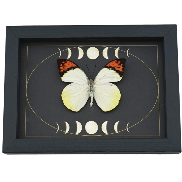Great Orange Tip Butterfly Gothic Dark Moon Phases Hebomoia glaucippe Framed Taxidermy Display