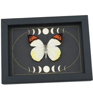 Great Orange Tip Butterfly Gothic Dark Moon Phases Hebomoia glaucippe Framed Taxidermy Display