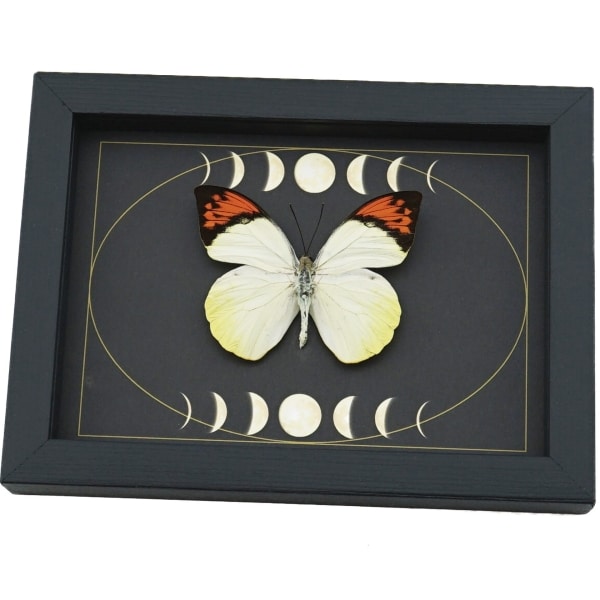 Great Orange Tip Butterfly Gothic Dark Moon Phases Hebomoia glaucippe Framed Taxidermy Display