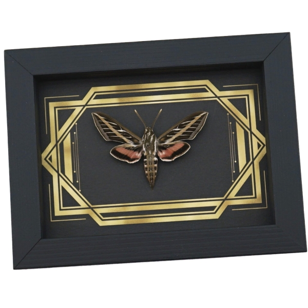 Real White Lined Sphinx Moth Golden Borders Hyles lineata Framed Taxidermy