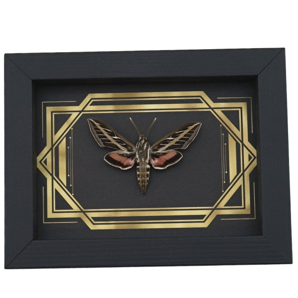 Real White Lined Sphinx Moth Golden Borders Hyles lineata Framed Taxidermy