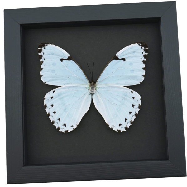 Morpho catenarius Mint Morpho Moonlight Display