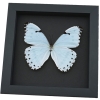 Morpho catenarius Mint Morpho Moonlight Display