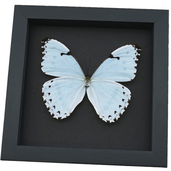 Morpho catenarius Mint Morpho Moonlight Display