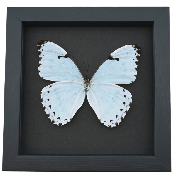 Morpho catenarius Mint Morpho Moonlight Display