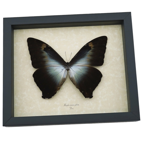 Morpho cisseis gahua Orange Green Giant Framed Morpho Butterfly