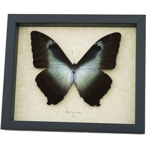 Morpho cisseis gahua Giant Blue Morpho Butterfly Framed Taxidermy Display