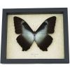 Morpho cisseis gahua Giant Blue Morpho Butterfly Framed Taxidermy Display