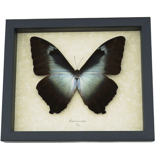 Morpho cisseis gahua Giant Blue Morpho Butterfly Framed Taxidermy Display