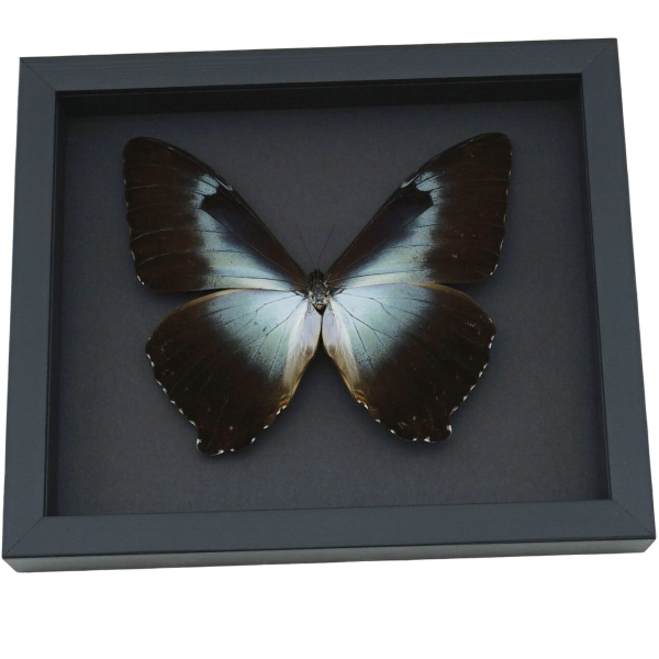 Framed Blue Morpho Butterfly Framed Moonlight Display Framed Taxidermy