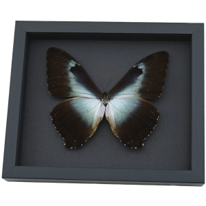 Framed Blue Morpho Butterfly Framed Moonlight Display Framed Taxidermy