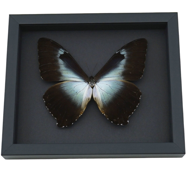 Framed Blue Morpho Butterfly Framed Moonlight Display Framed Taxidermy