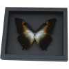 Morpho cisseis gahua Orange Green Giant Framed Morpho Butterfly Moonlight Display