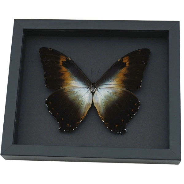 Morpho cisseis gahua Orange Green Giant Framed Morpho Butterfly Moonlight Display