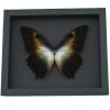 Morpho cisseis gahua Orange Green Giant Framed Morpho Butterfly Moonlight Display