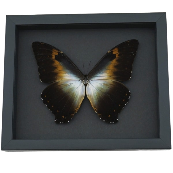Morpho cisseis gahua Orange Green Giant Framed Morpho Butterfly Moonlight Display