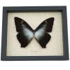 Morpho cisseis gahua Orange Green Giant Framed Morpho Butterfly