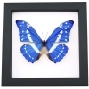 Morpho cypris Blue Morpho Framed Butterfly Taxidermy Classic Black Display