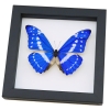 Morpho cypris Blue Morpho Framed Butterfly Taxidermy Classic Black Display