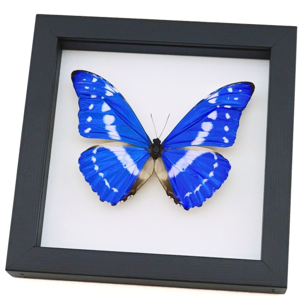 Morpho cypris Blue Morpho Framed Butterfly Taxidermy Classic Black Display