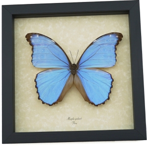 Morpho godarti Metallic Purple Butterfly Framed Taxidermy Display