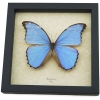 Morpho godarti Metallic Purple Butterfly Framed Taxidermy Display