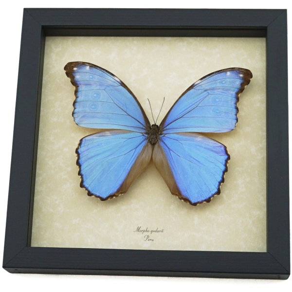 Morpho godarti Metallic Purple Butterfly Framed Taxidermy Display