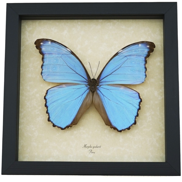Morpho godarti Metallic Purple Butterfly Framed Taxidermy Display