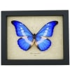 Morpho rhetenor helena Framed Blue Morpho Butterfly Taxidermy Display