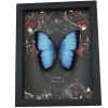 Gothic Morpho Butterfly Black Roses Real Framed Taxidermy Display