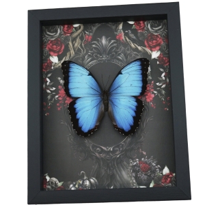 Gothic Morpho Butterfly Black Roses Real Framed Taxidermy Display