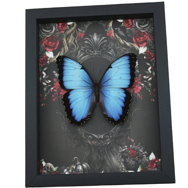Gothic Morpho Butterfly Black Roses Real Framed Taxidermy Display