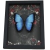 Gothic Morpho Butterfly Black Roses Real Framed Taxidermy Display